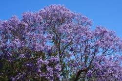 Jacaranda Tree Australia